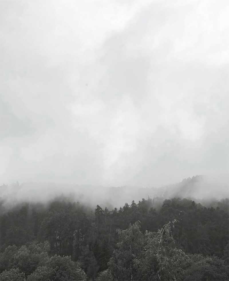 Waldlandschaft mit dichtem Nebel über den Baumkronen und grauem, wolkenverhangenem Himmel.